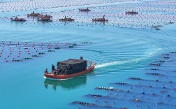 船舶渔业专业就业方向如何？