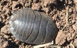 散货甲板地灵是什么样的