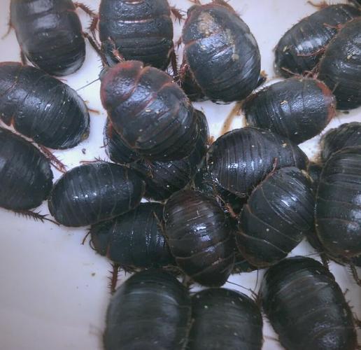 散货甲板地灵是什么样的-图2