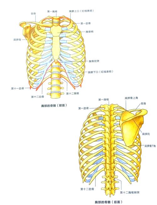 造船肋骨间距是什么？为何要这样设置？-图3