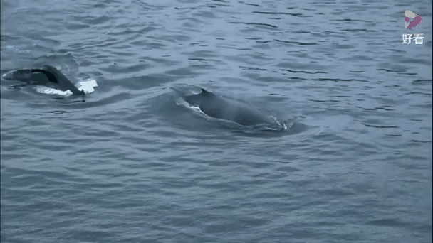 如何实时精准查询船舶动态？-图2