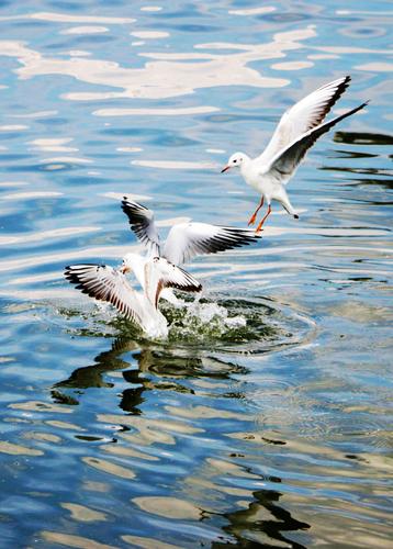 江南造船林鸥照片有何故事?-图3 江南造船林鸥照片有何故事?-图3